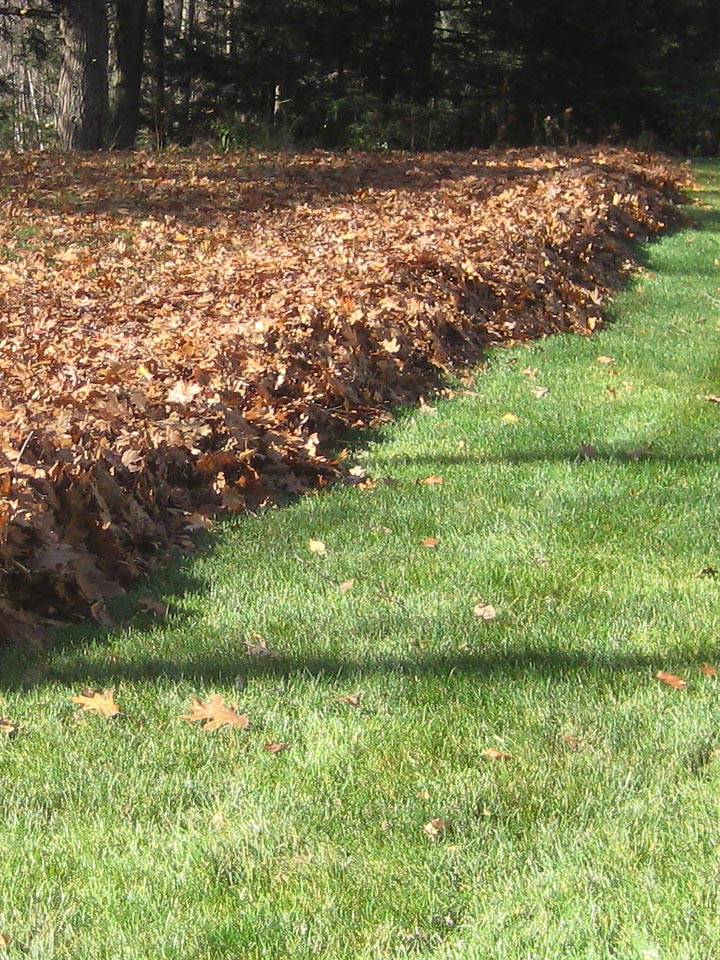 Lawn and Leaf clean-up services in Omaha
